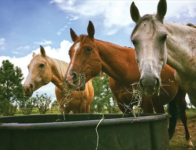 3 horses at a watering trough