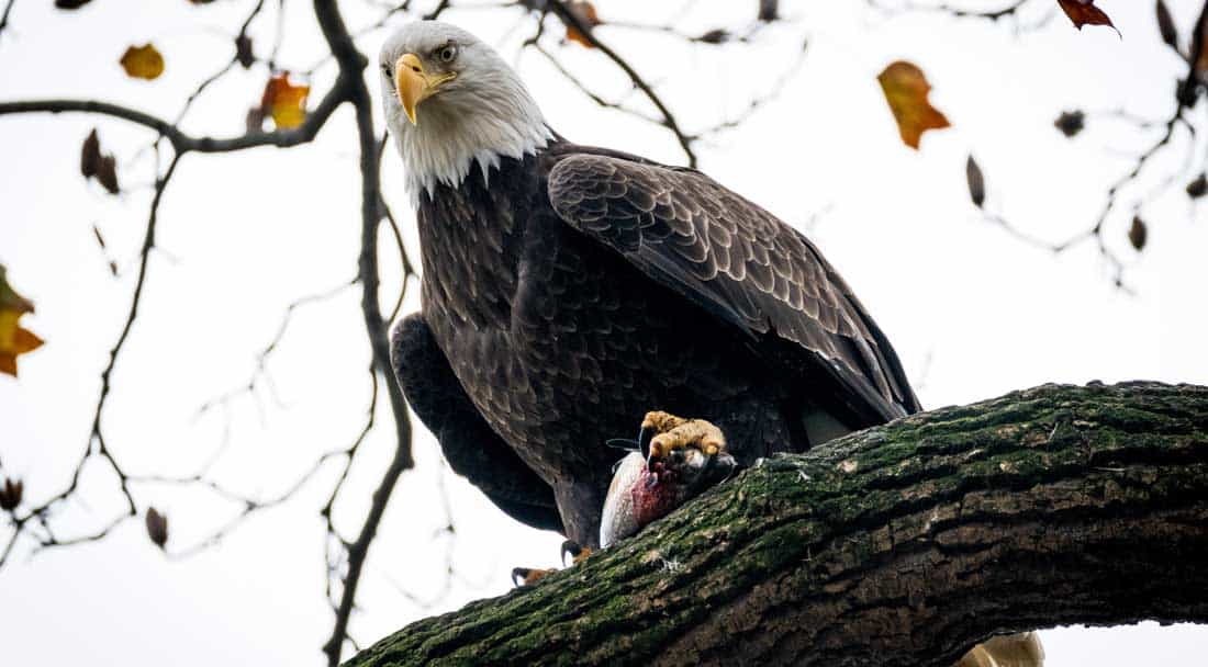 a bald eagle in Colorado