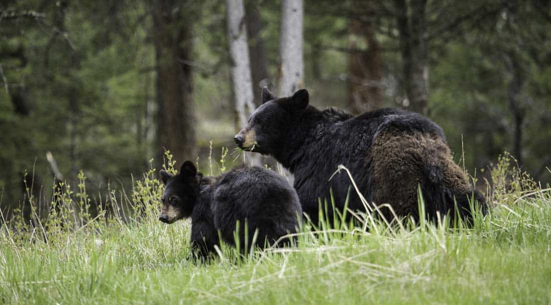 Black bears