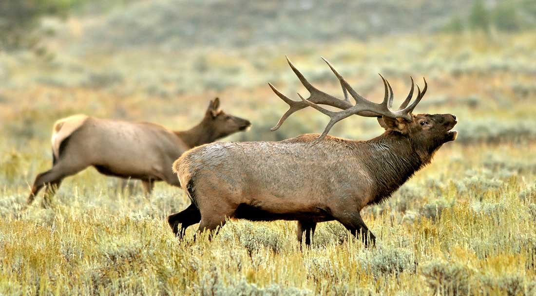 Elk in Colorado