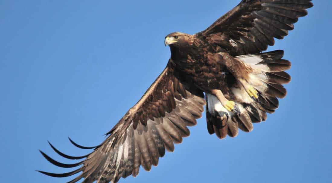 a golden eagle in Colorado