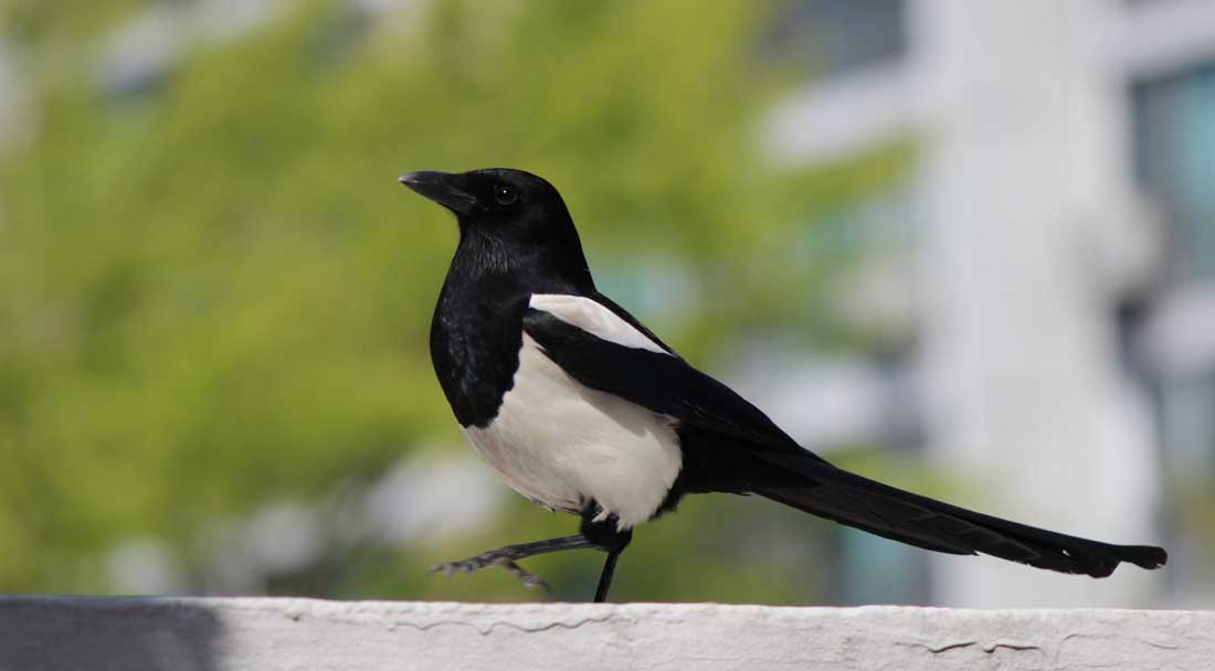 Magpie bird