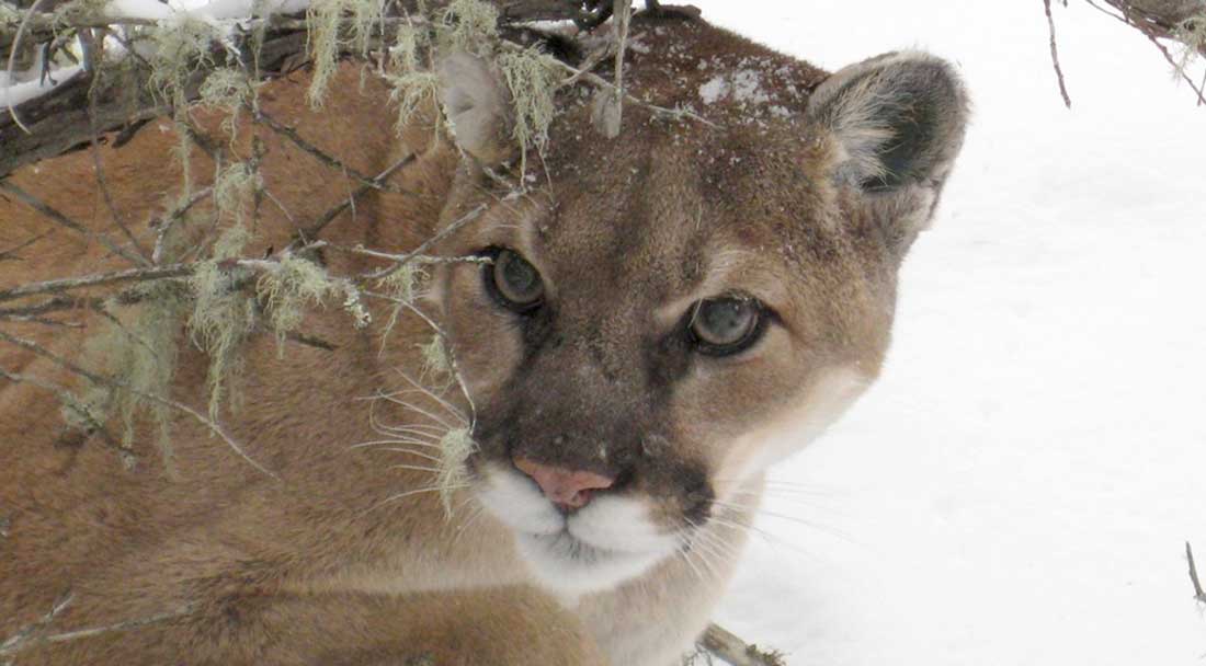 Mountain lions