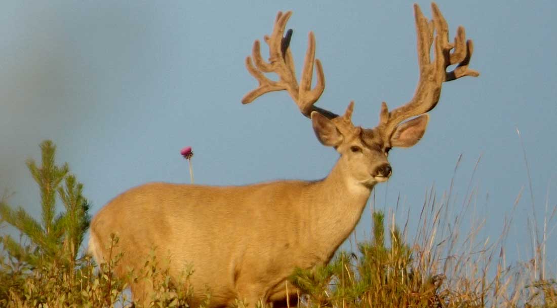 Mule deer in Colorado