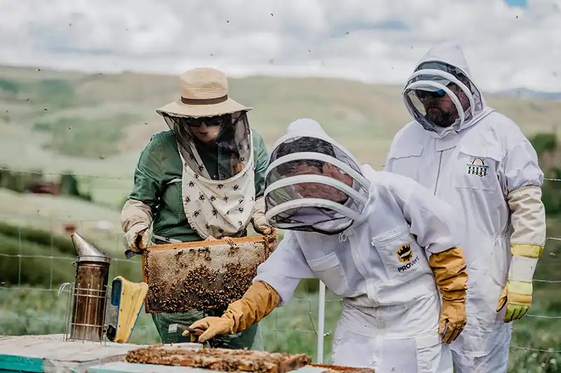 guest tour our bee keeping habitat