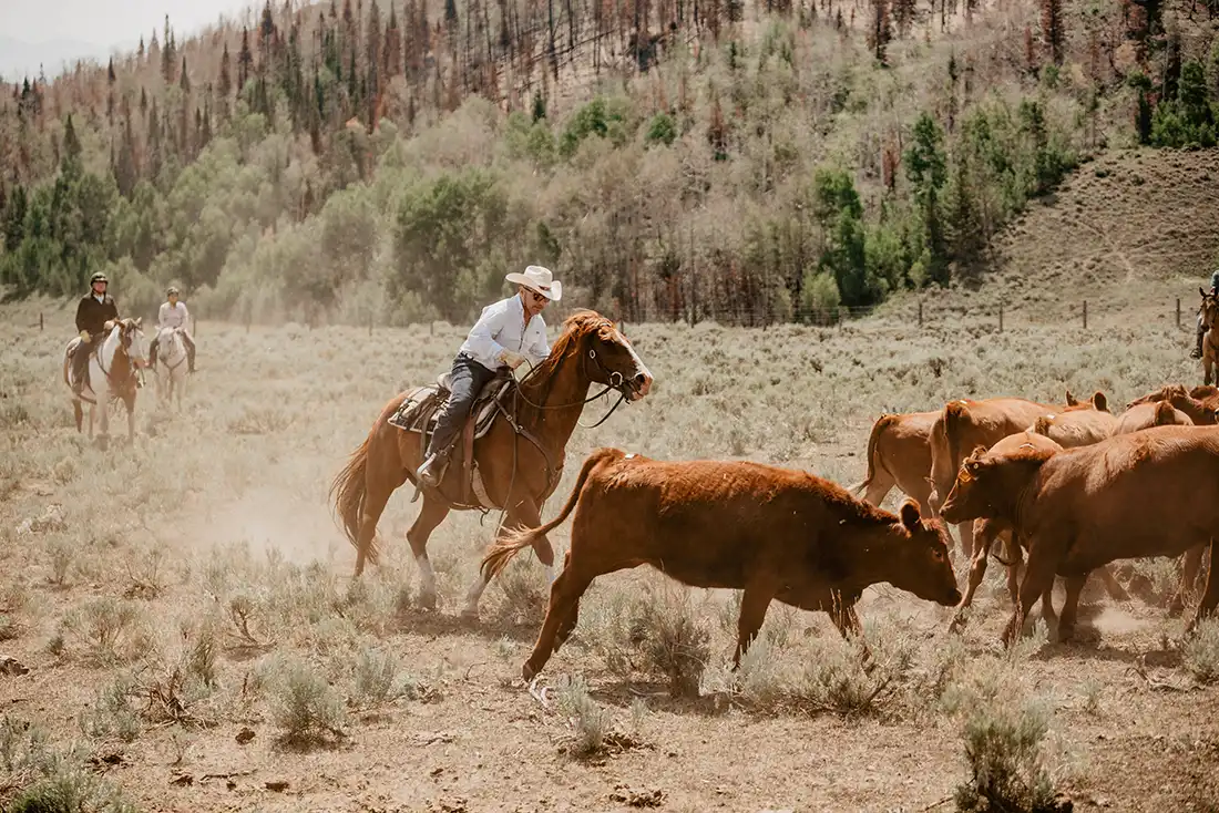 A cowboy herds cattle in the Wilson Pasture