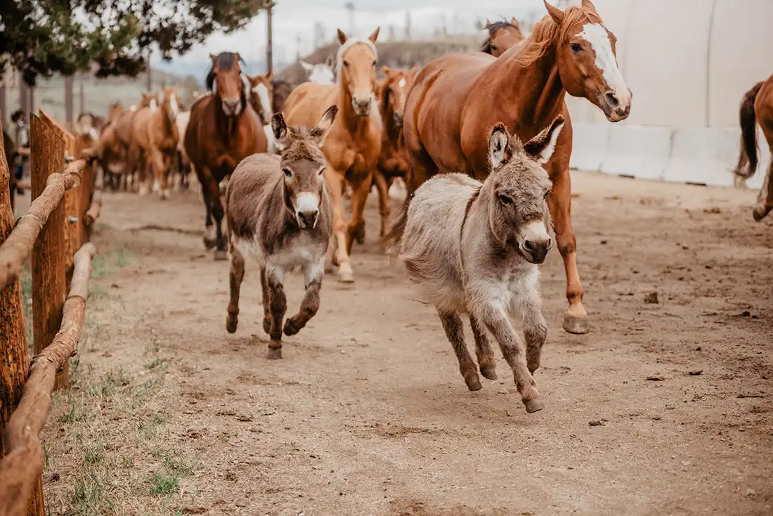 The daily jingle of the horses led by donkeys